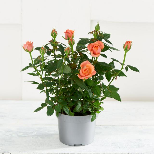 Sainsbury's Mini Rose Plant (Colour may vary) | Sainsbury's