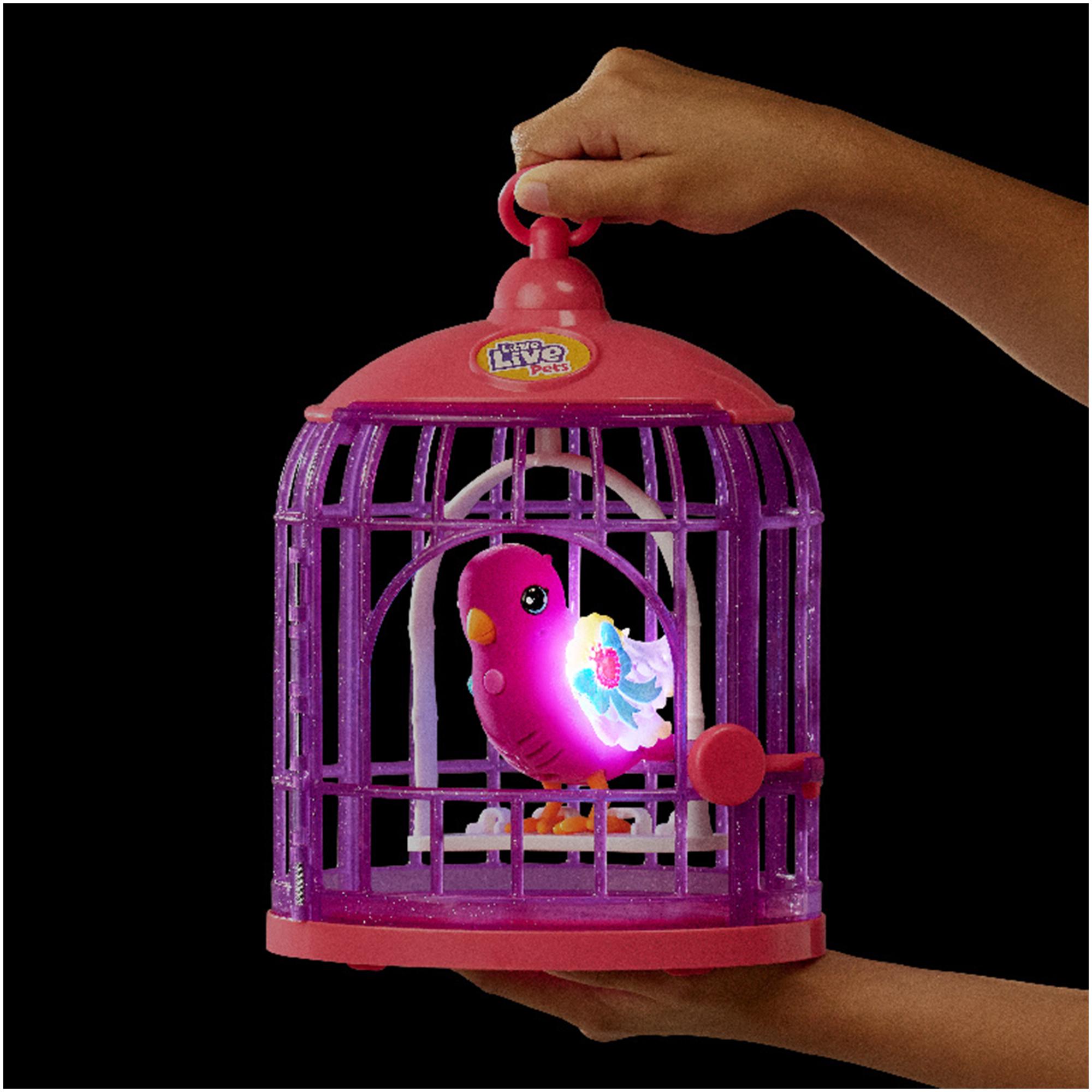 Talking Birds On Youtube - km3y3je