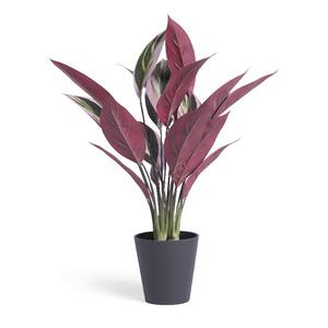Habitat Artificial Large Stromanthe Tricolor Plant