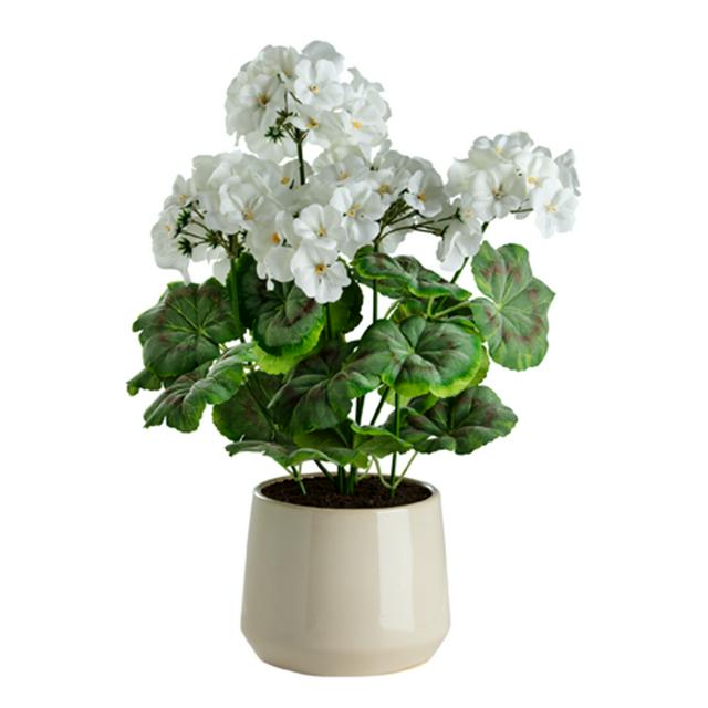 Sainsbury's Home Geranium in Ceramic Pot - gallery image 1