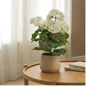 Sainsbury's Home Geranium in Ceramic Pot - gallery image 2