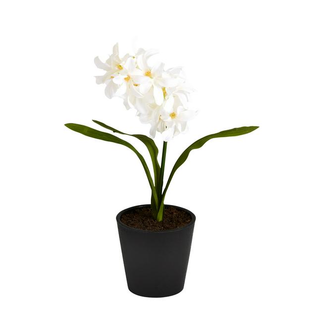 Sainsburys Home Small Hyacinth in Plastic Pot - gallery image 1