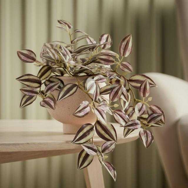 Sainsbury's Tradescantia in Ceramic Pot - gallery image 1