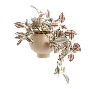 Sainsbury's Tradescantia in Ceramic Pot - gallery image 2