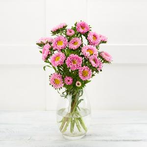 Aster Flowers