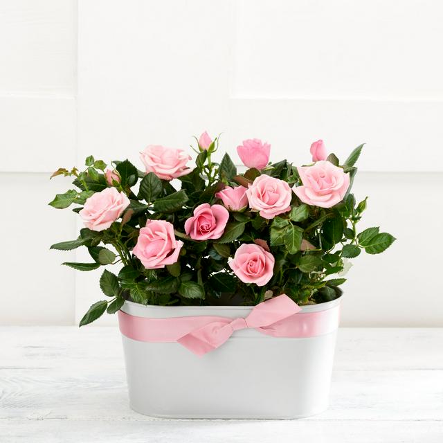 Sainsbury's Rose Duo - gallery image 1