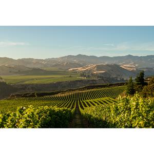 Villa Maria Reserve Sauvignon Blanc White Wine 75cl - gallery image 3