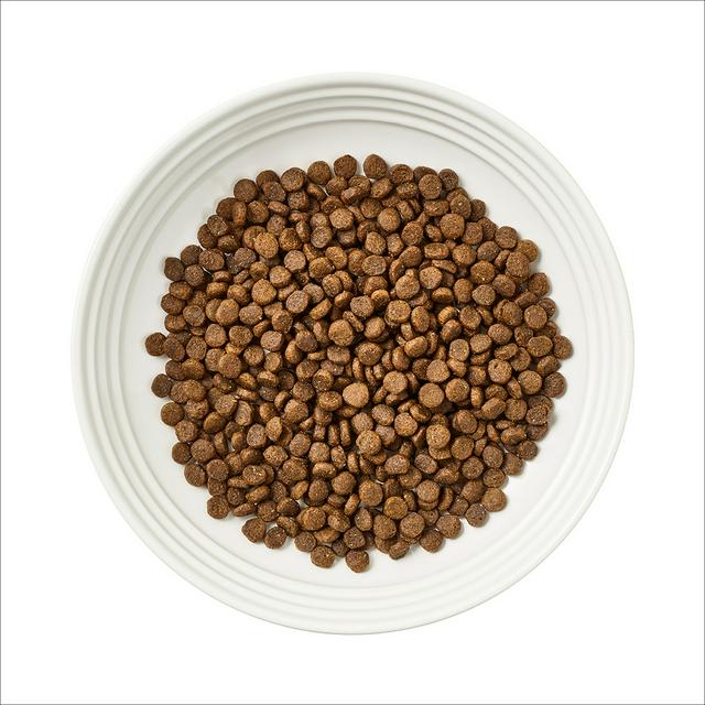 cat sanctuary belfast