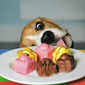 Icon Photographic Dog with a Plate of Cakes Open Greeting Card Sainsbury s