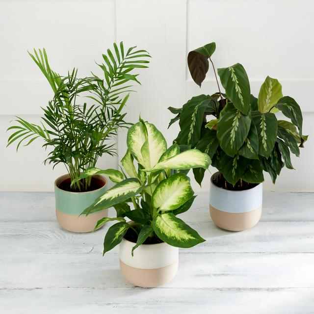 h&m home plants