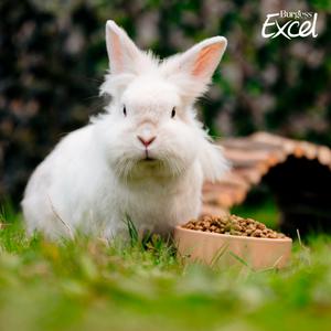 Burgess Excel 1.5kg Adult Rabbit Food Mint Nuggets - gallery image 4