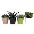 Sainsbury's Succulent Ceramic - gallery image 1