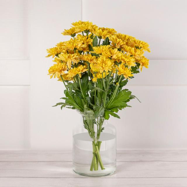 Sainsbury's Mono Chrysanthemums Bouquet - gallery image 1