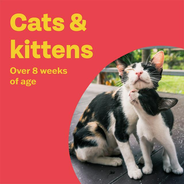 Flea treatment for kittens 8 outlet weeks