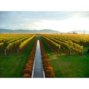 Villa Maria Cellar Selection Sauvignon Blanc White Wine 75cl - gallery image 3