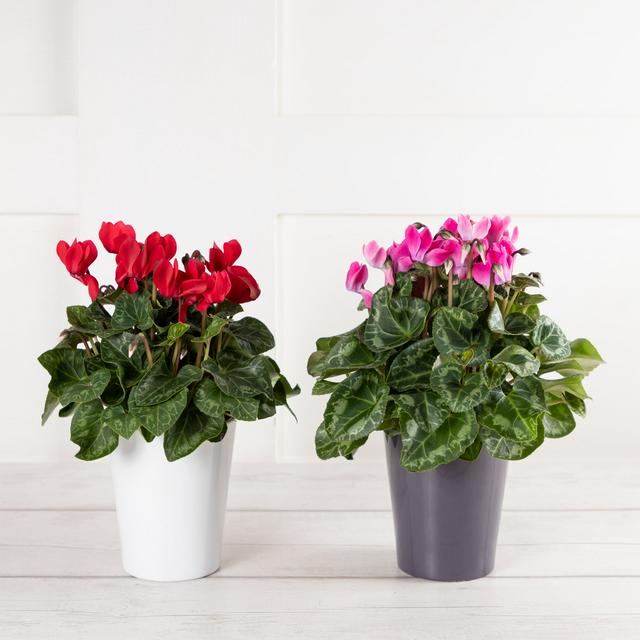 Sanisbury's Indoor Cyclamen Small Plants - gallery image 1