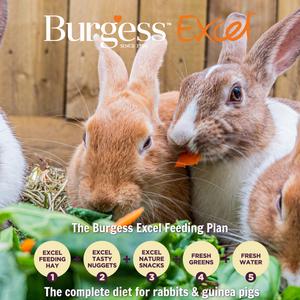 Burgess Excel 500g Small Animal Feeding Hay with Meadow Flowers - gallery image 2