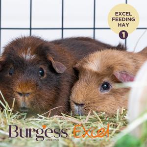 Burgess Excel 500g Small Animal Feeding Hay with Meadow Flowers - gallery image 4