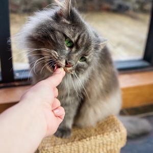 HiLife 100% Natural Chicken Breast Cat Treats 10g - gallery image 5