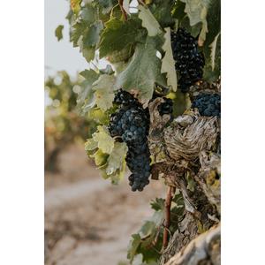 Cune Crianza Rioja Red Wine 75cl - gallery image 5