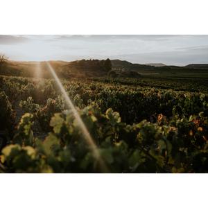 Cune Rioja Reserva Red Wine 75cl - gallery image 6