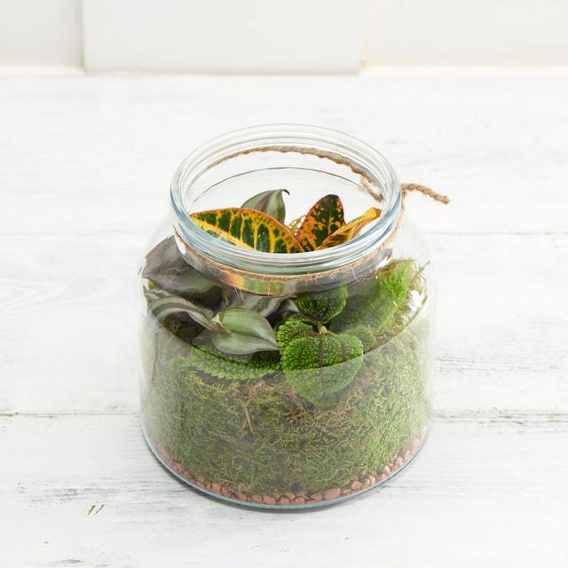 Sainsbury's Habitat Terrarium - gallery image 1