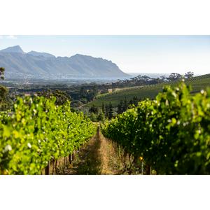Journey's End Spekboom Sauvignon Blanc White Wine 75cl - gallery image 4