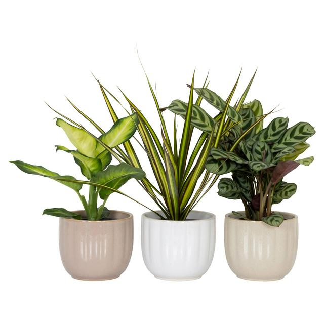 The Floral Collection Mini Foliage in Ceramic - gallery image 1
