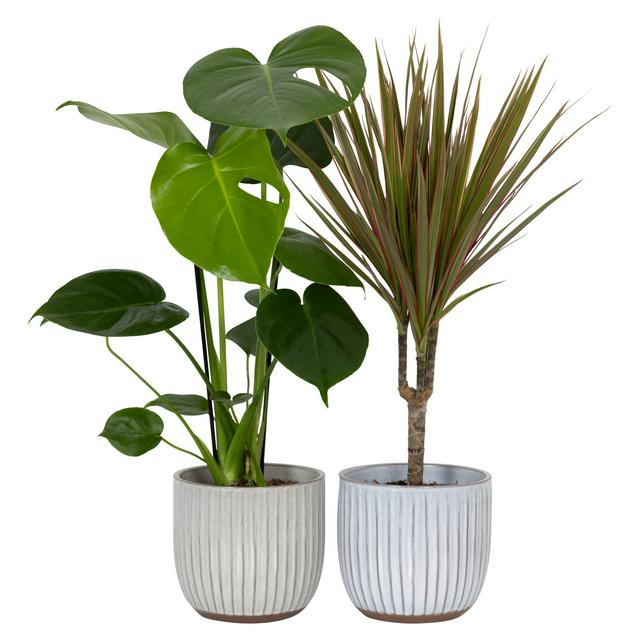 Sainsburys The Floral Collection Foliage in Ceramic