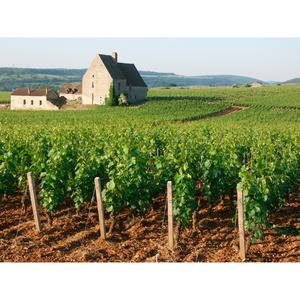 Louis Jadot Bourgogne Gamay Red Wine 75cl - gallery image 4