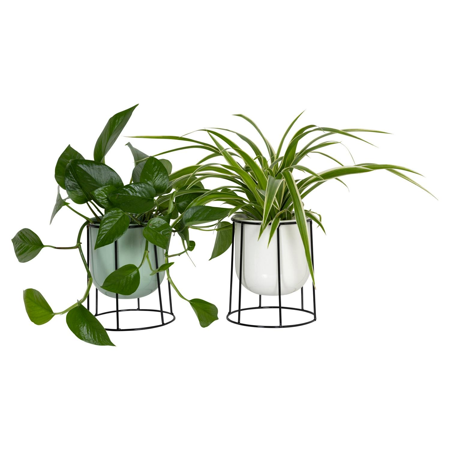 Sainsbury's online Grocery Shopping and Fresh Food Delivery