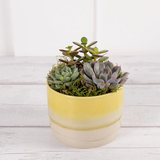 Sainsbury's online Grocery Shopping and Fresh Food Delivery