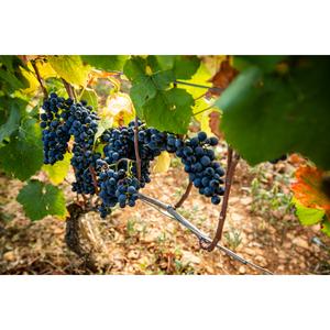 Louis Jadot Bourgogne Pinot Noir Red Wine 75cl - gallery image 3