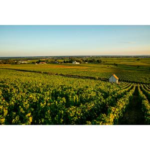 Louis Jadot Bourgogne Pinot Noir Red Wine 75cl - gallery image 5