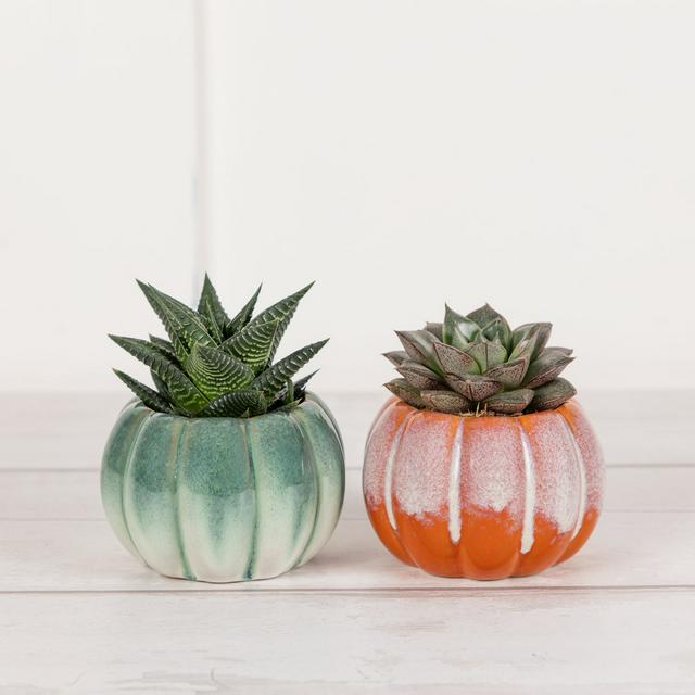 Sainsbury's Small Pumpkin Plants - gallery image 1