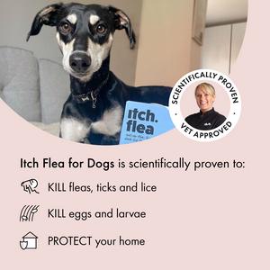 Itch Flea Large Dog Flea & Tick Spot On Treatment 1 Pipette (20-40kg) - gallery image 2