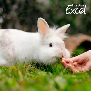 Burgess Excel 60g Hedgerow Hearts Small Animal Treats - gallery image 2