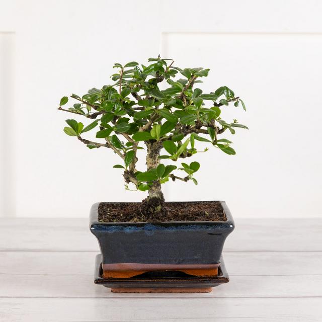 norfolk pine bonsai Norfolk Island Pine Bonsai – Plant Studio LLC main image 1