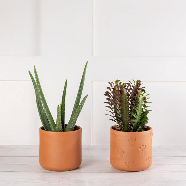Large Aloe/Cactus Ceramic - gallery image 1