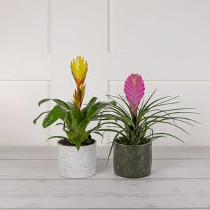 Mini Bromeliad