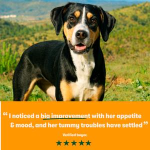 Harringtons Superfoods Dry Adult Dog Food Turkey & Veg 1.7kg - gallery image 5
