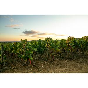 Louis Jadot Beaujolais-Villages Red Wine - gallery image 5