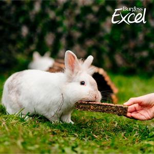 Burgess Excel Nature Snacks 60g Forage & Feast Bar with Rose Small Animal Treat - gallery image 3
