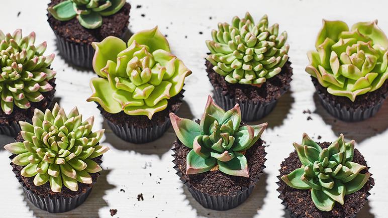 succulant getyarn Succulent Arrangement